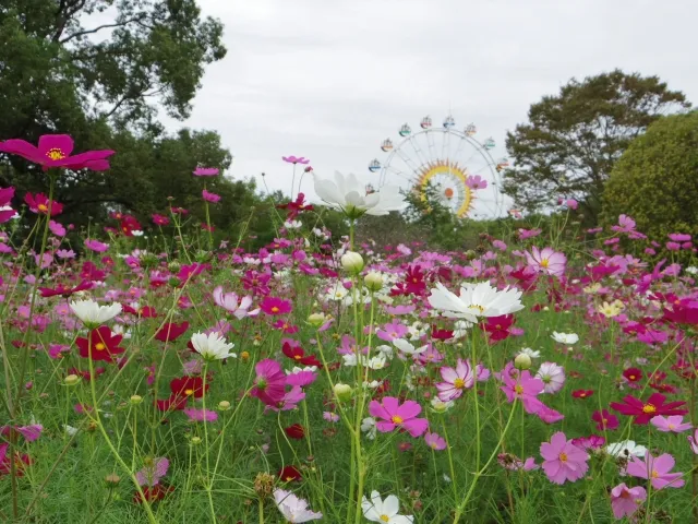 熊本動植物園のコスモス