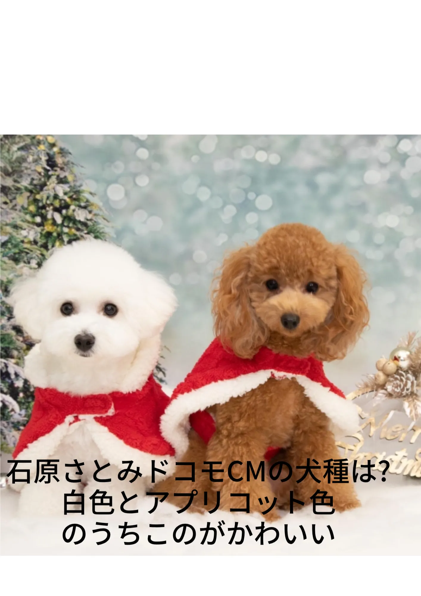 タイトル：石原さとみドコモCMの犬種は?白色とアプリコット色のうちのこがかわいい